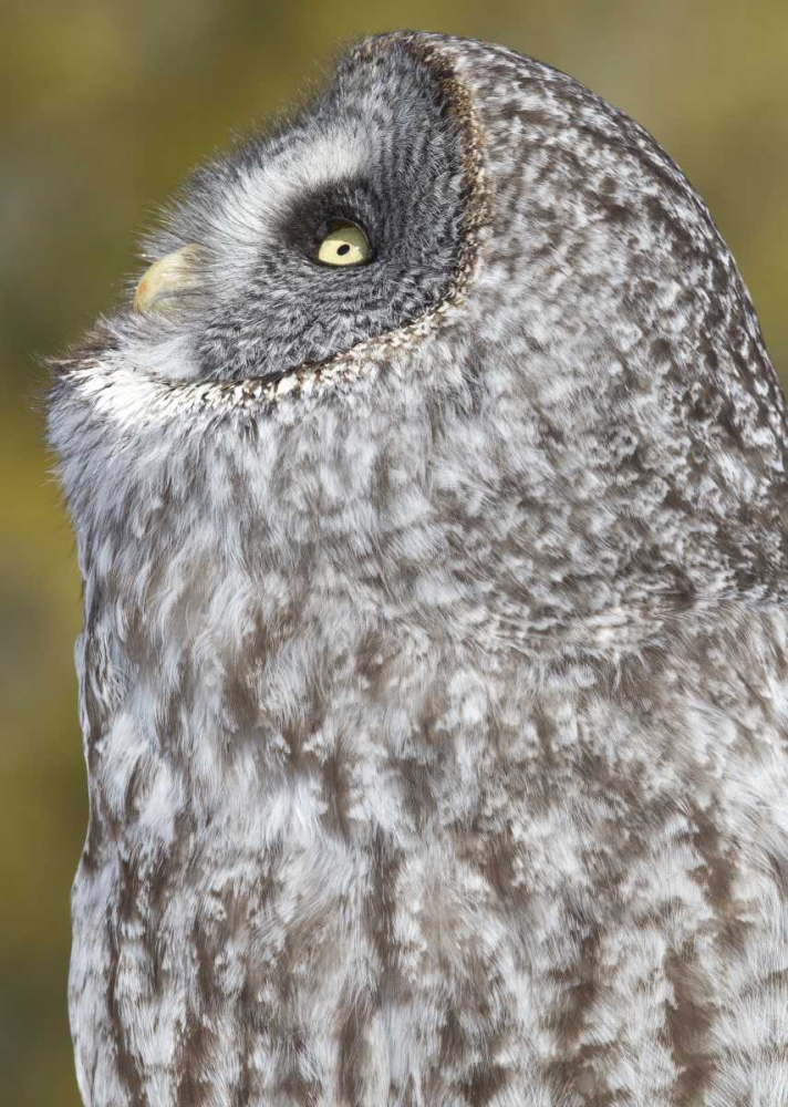 Canada, Quebec, Beauport Great gray owl art print by Gilles Delisle for $57.95 CAD